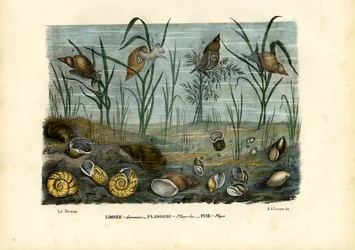 Mosselen, 1863-79